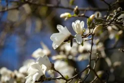 Magnolia stellata (Beverboom)