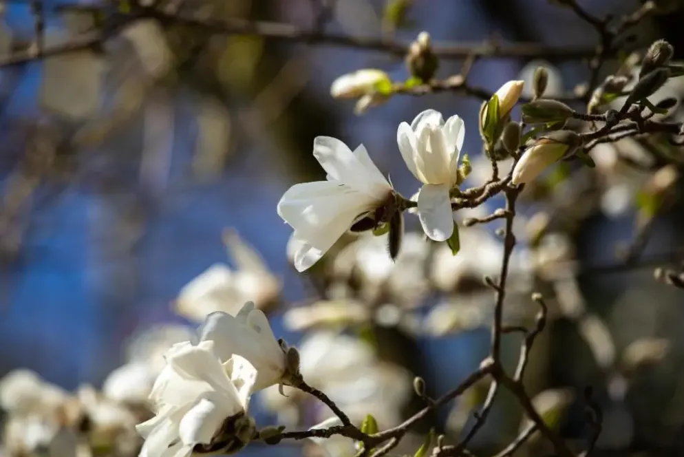 Magnolia stellata (Beverboom)