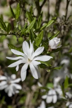 Magnolia stellata (Beverboom)