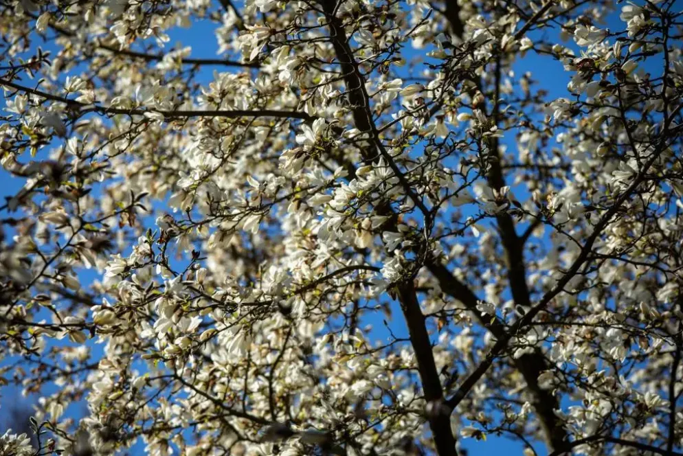 Magnolia stellata (Beverboom)