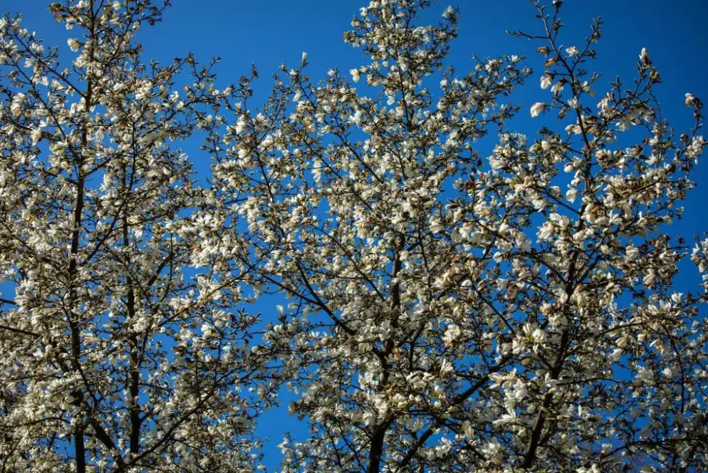 Magnolia stellata (Beverboom)