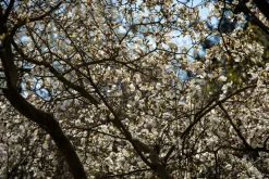 Magnolia stellata (Beverboom)