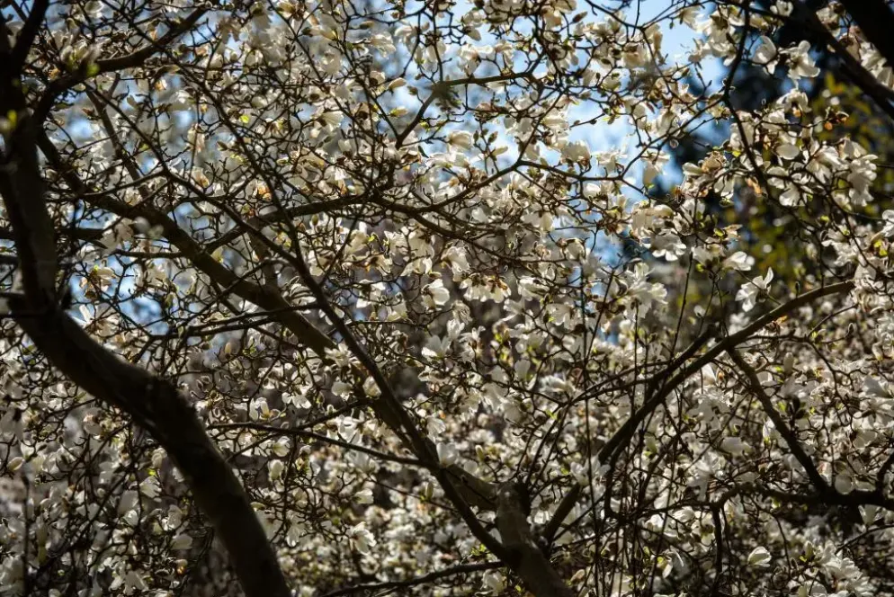 Magnolia stellata (Beverboom)