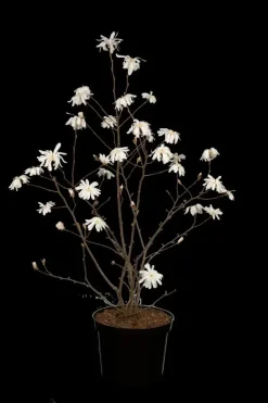 Magnolia stellata (Beverboom)