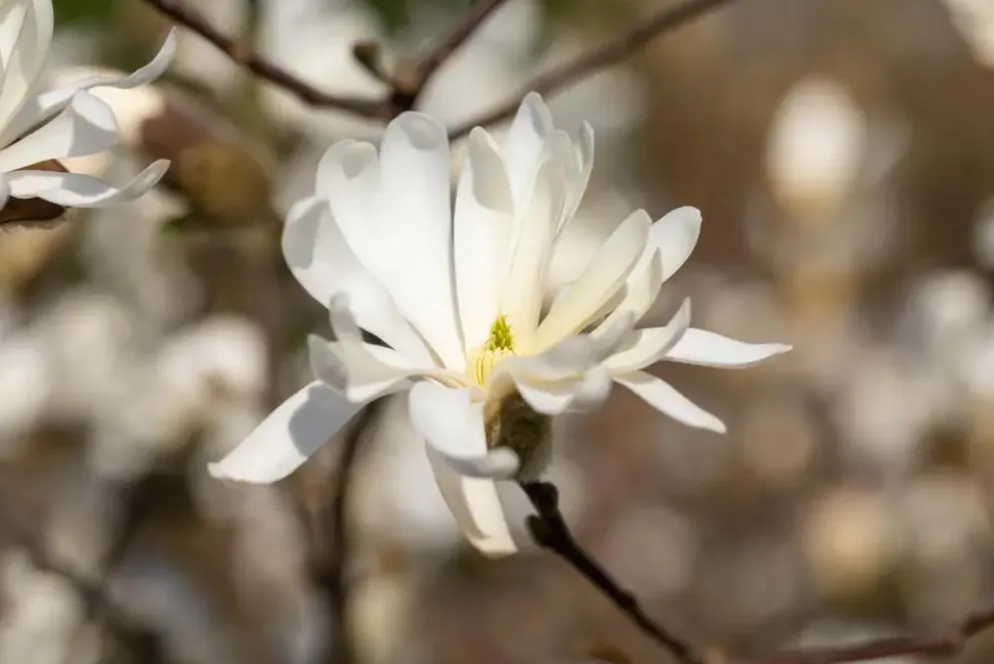 Magnolia stellata (Beverboom)