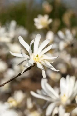 Magnolia stellata (Beverboom)