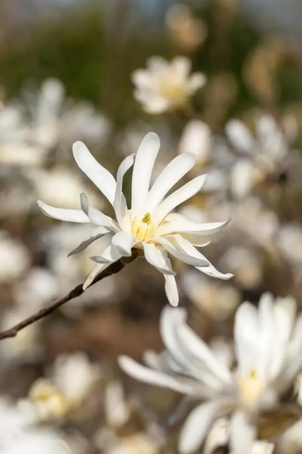 Magnolia stellata (Beverboom)