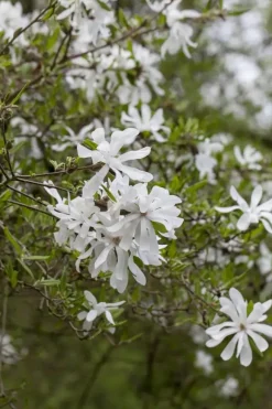 Magnolia stellata (Beverboom)