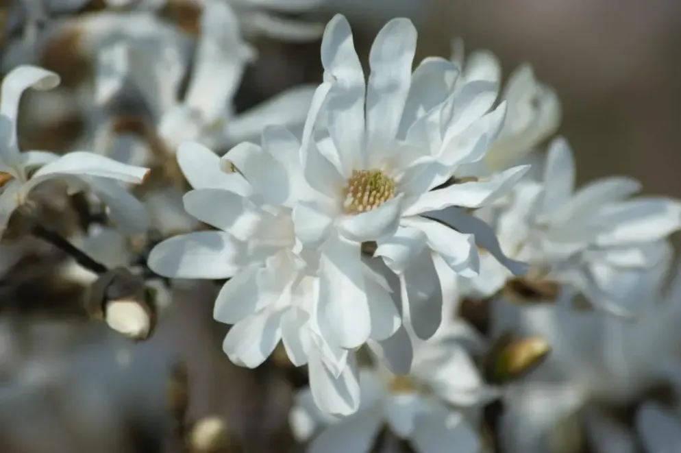 Magnolia stellata (Beverboom)