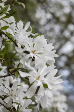 Magnolia stellata (Beverboom)