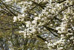 Magnolia stellata (Beverboom)