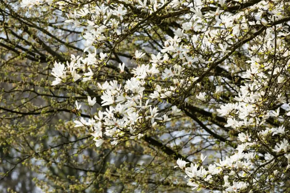 Magnolia stellata (Beverboom)