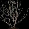 Magnolia stellata 'George Henry Kern' (Beverboom 'George Henry Kern')