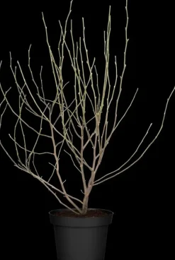Magnolia stellata 'George Henry Kern' (Beverboom 'George Henry Kern')