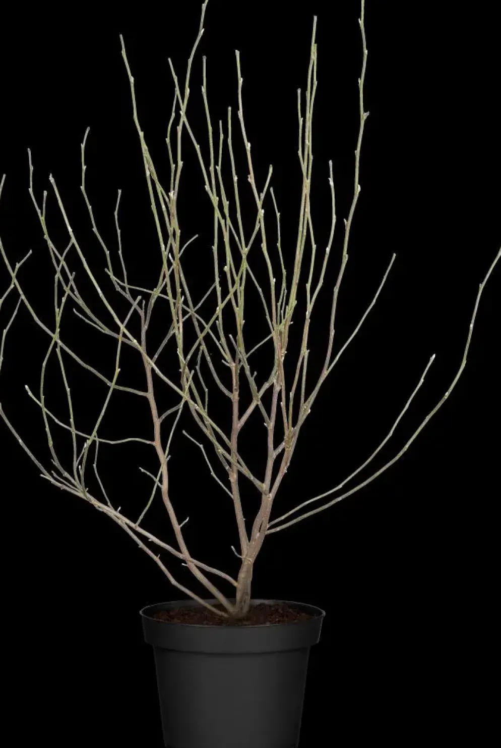 Magnolia stellata 'George Henry Kern' (Beverboom 'George Henry Kern')