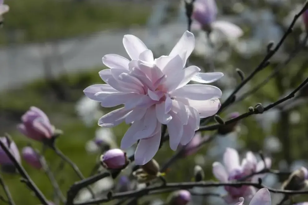 Magnolia stellata 'George Henry Kern' (Beverboom 'George Henry Kern')