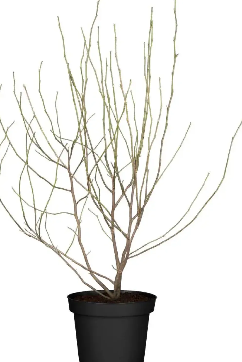 Magnolia stellata 'George Henry Kern' (Beverboom 'George Henry Kern')
