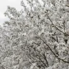 Magnolia stellata 'Royal Star' (Beverboom 'Royal Star')