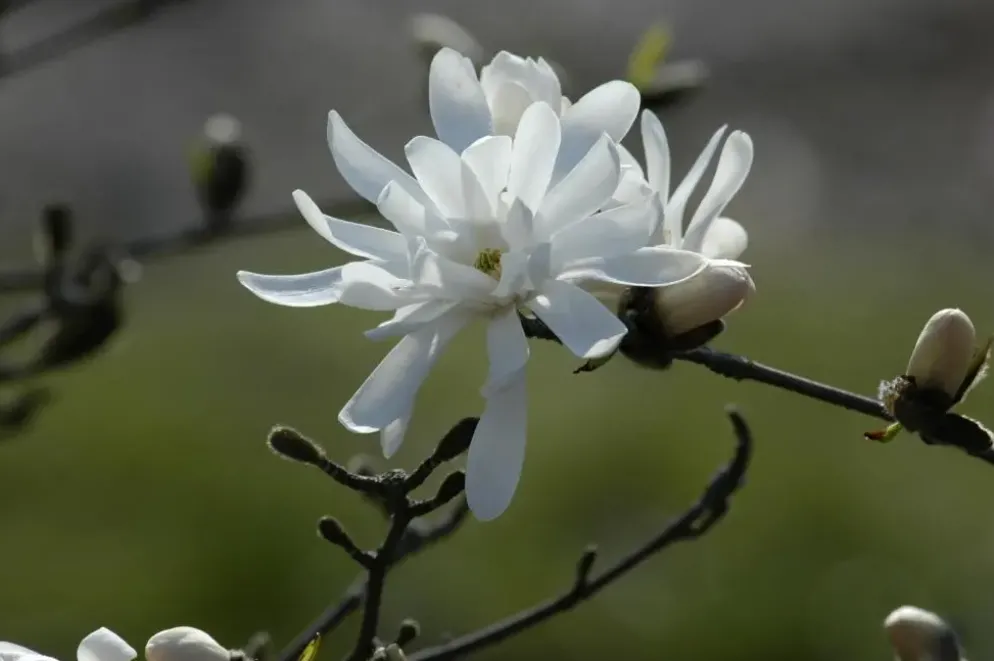 Magnolia stellata 'Royal Star' (Beverboom 'Royal Star')