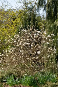 Magnolia stellata 'Royal Star' (Beverboom 'Royal Star')