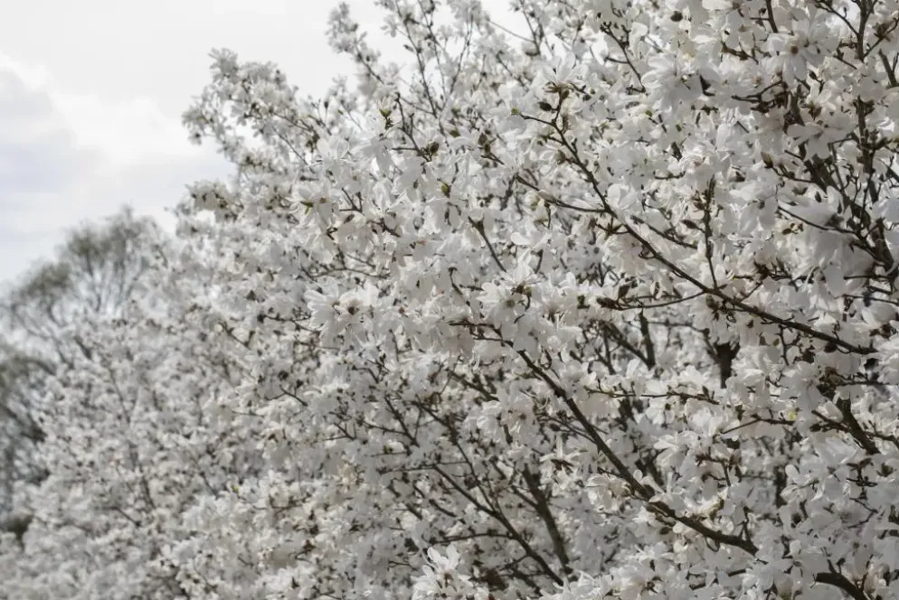 Magnolia stellata 'Royal Star' (Beverboom 'Royal Star')