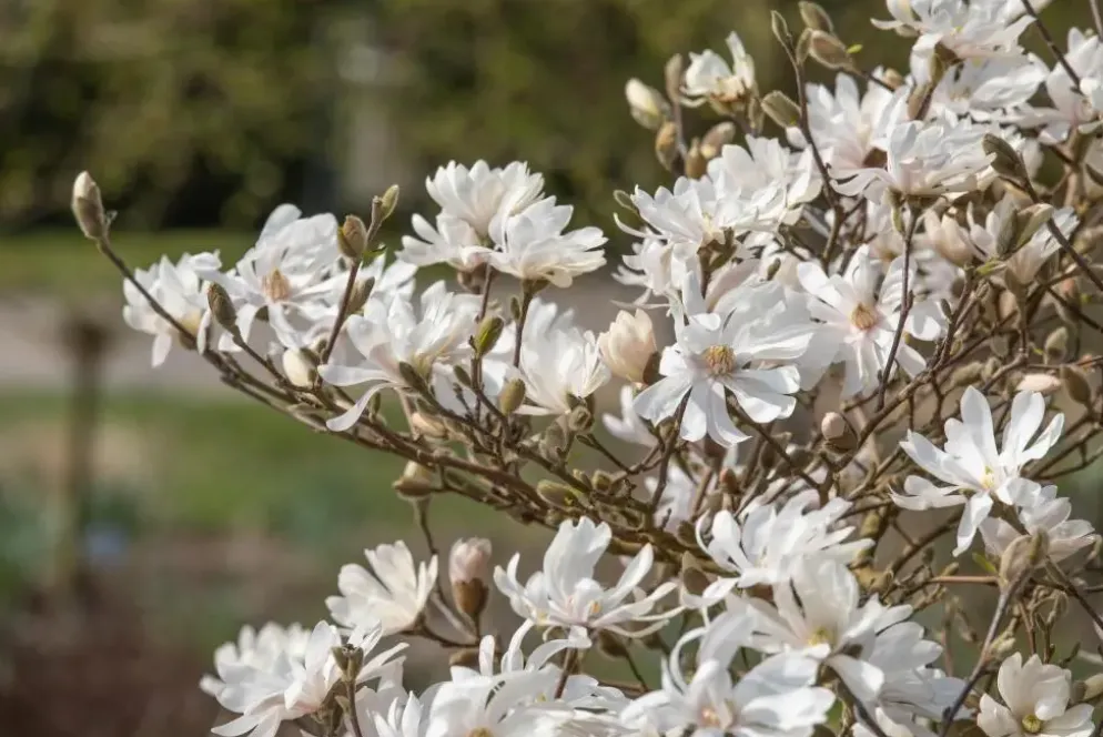 Magnolia stellata 'Royal Star' (Beverboom 'Royal Star')