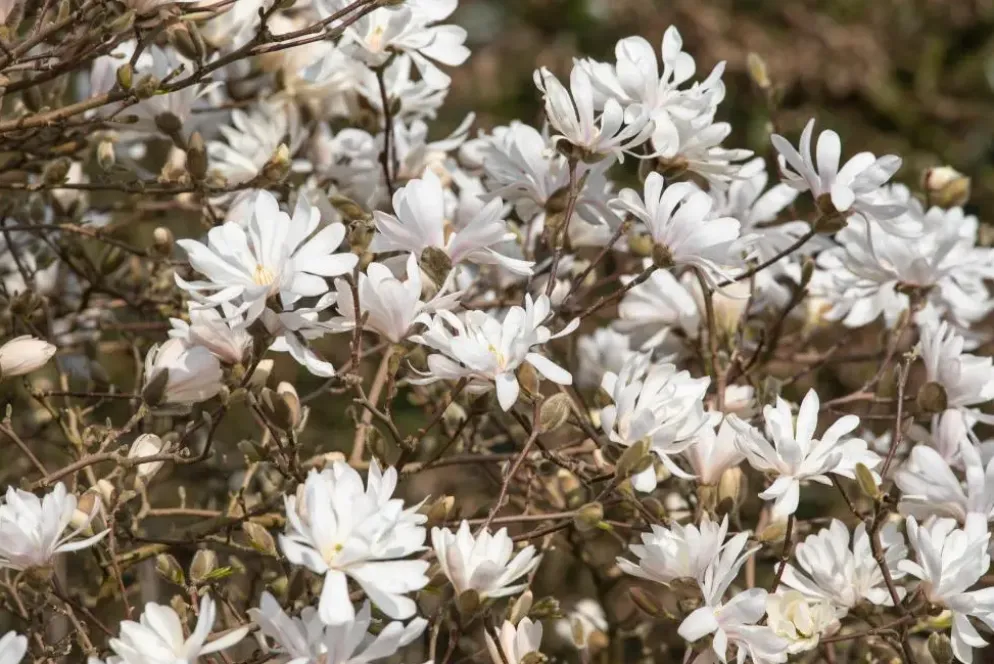 Magnolia stellata 'Royal Star' (Beverboom 'Royal Star')