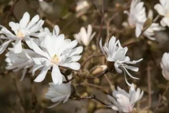 Magnolia stellata 'Royal Star' (Beverboom 'Royal Star')