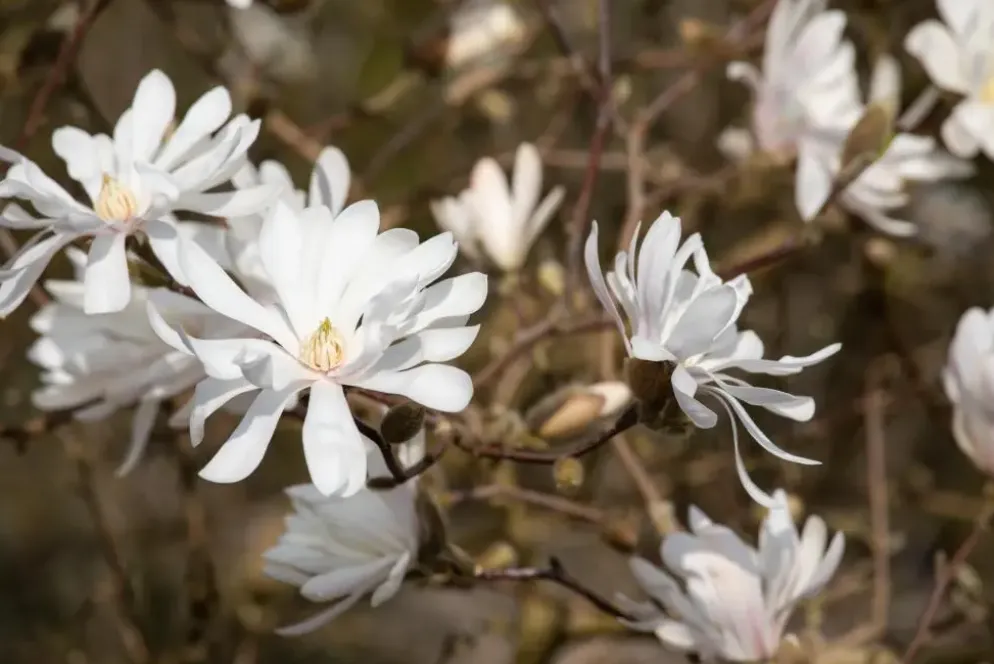 Magnolia stellata 'Royal Star' (Beverboom 'Royal Star')