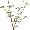 Magnolia x soulangiana (Beverboom)