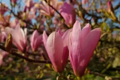 Magnolia x soulangiana (Beverboom)