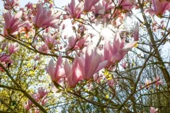 Magnolia x soulangiana (Beverboom)