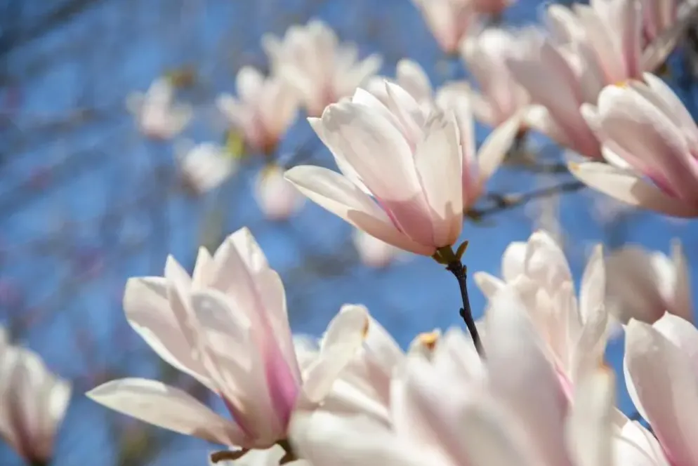 Magnolia x soulangiana (Beverboom)
