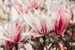 Magnolia x soulangiana (Beverboom)