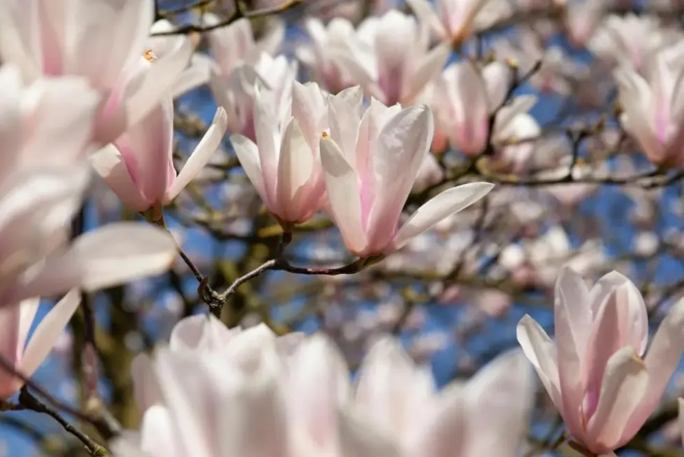 Magnolia x soulangiana (Beverboom)