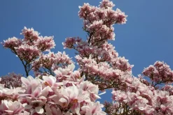 Magnolia x soulangiana (Beverboom)