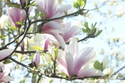 Magnolia x soulangiana (Beverboom)