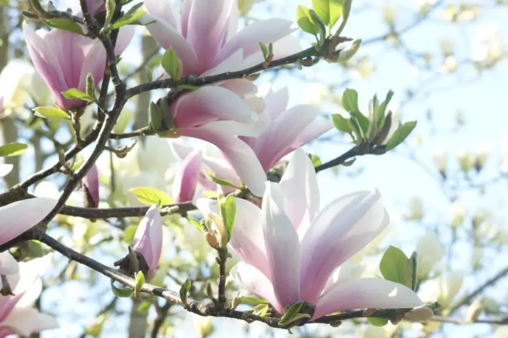 Magnolia x soulangiana (Beverboom)
