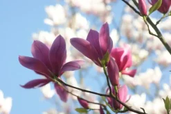 Magnolia x soulangiana (Beverboom)