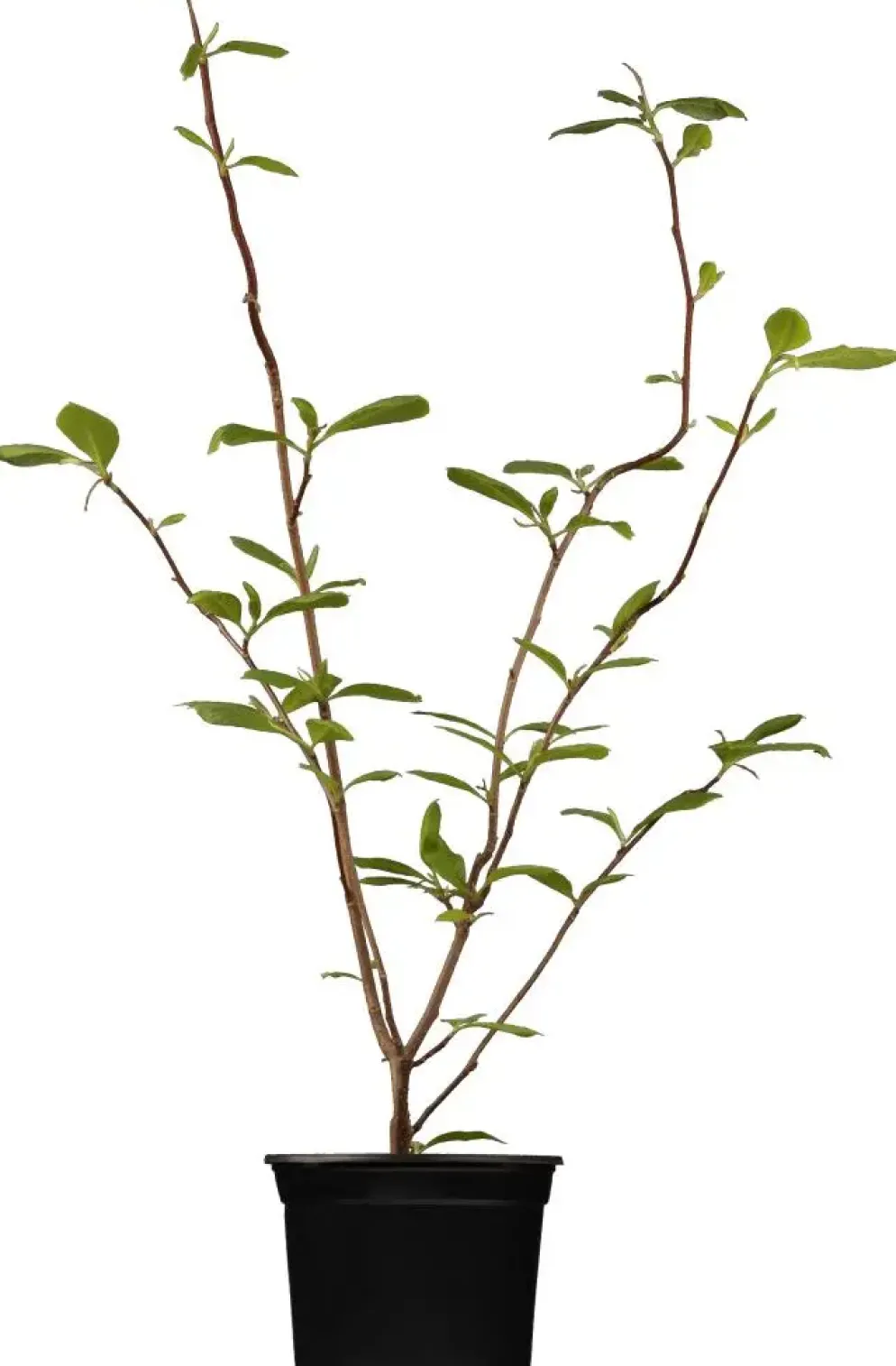 Magnolia x soulangiana (Beverboom)