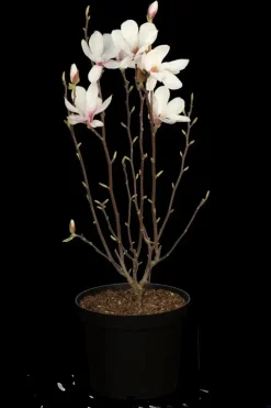 Magnolia x soulangiana (Beverboom)