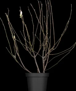 Magnolia x soulangiana (Beverboom)