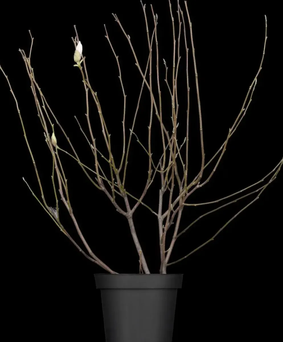 Magnolia x soulangiana (Beverboom)