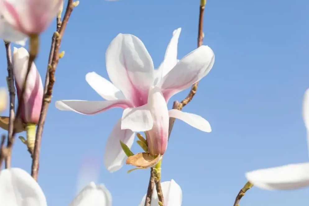 Magnolia x soulangiana (Beverboom)