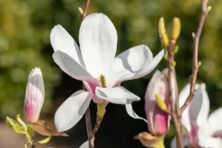Magnolia x soulangiana (Beverboom)