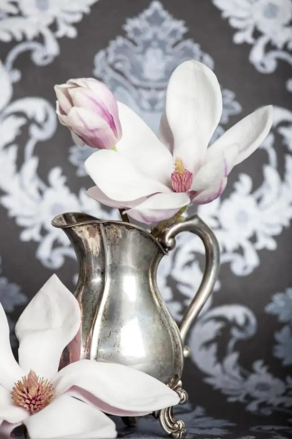 Magnolia x soulangiana (Beverboom)