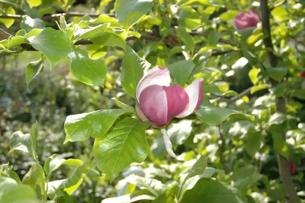 Magnolia x soulangiana (Beverboom)