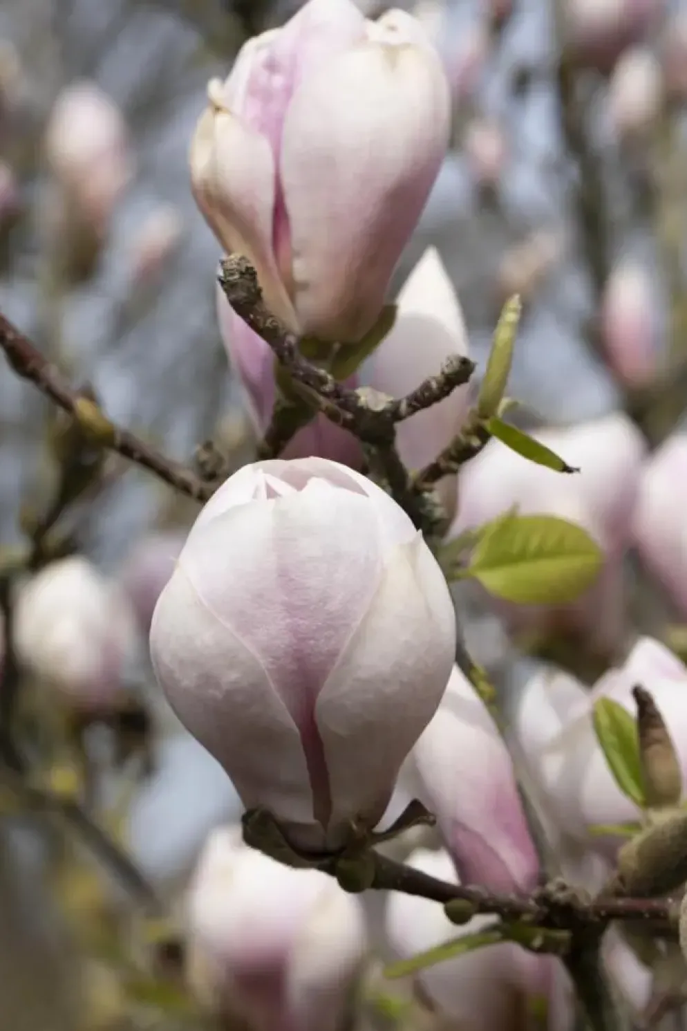 Magnolia x soulangiana (Beverboom)