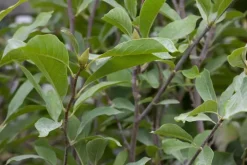 Magnolia x soulangiana (Beverboom)