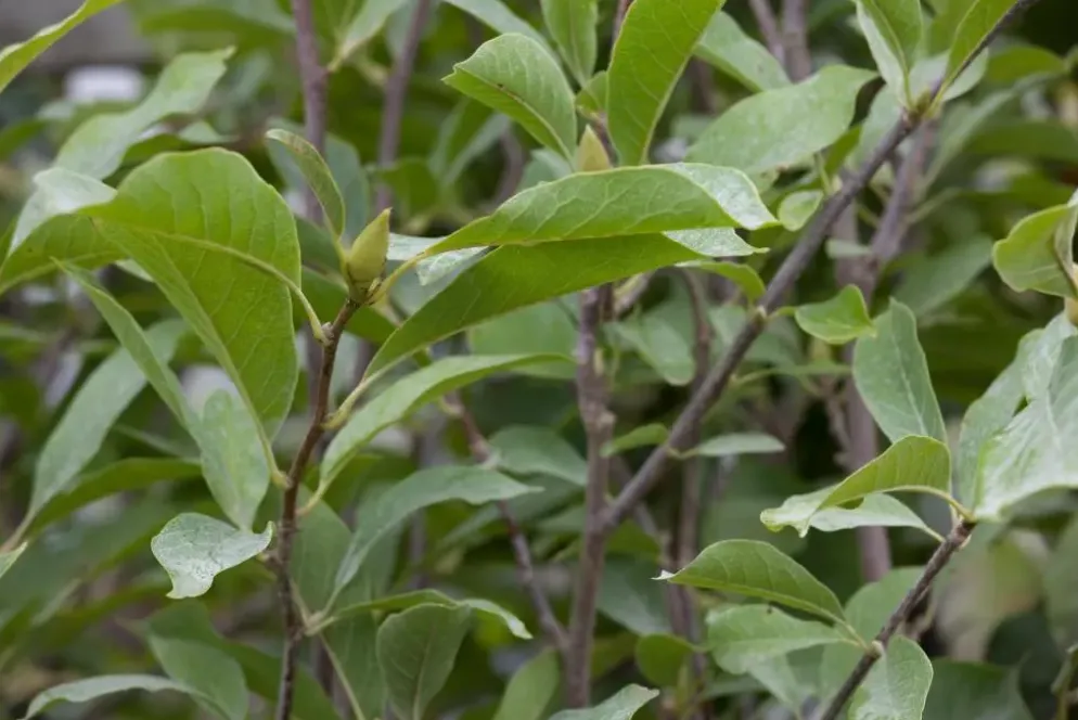 Magnolia x soulangiana (Beverboom)